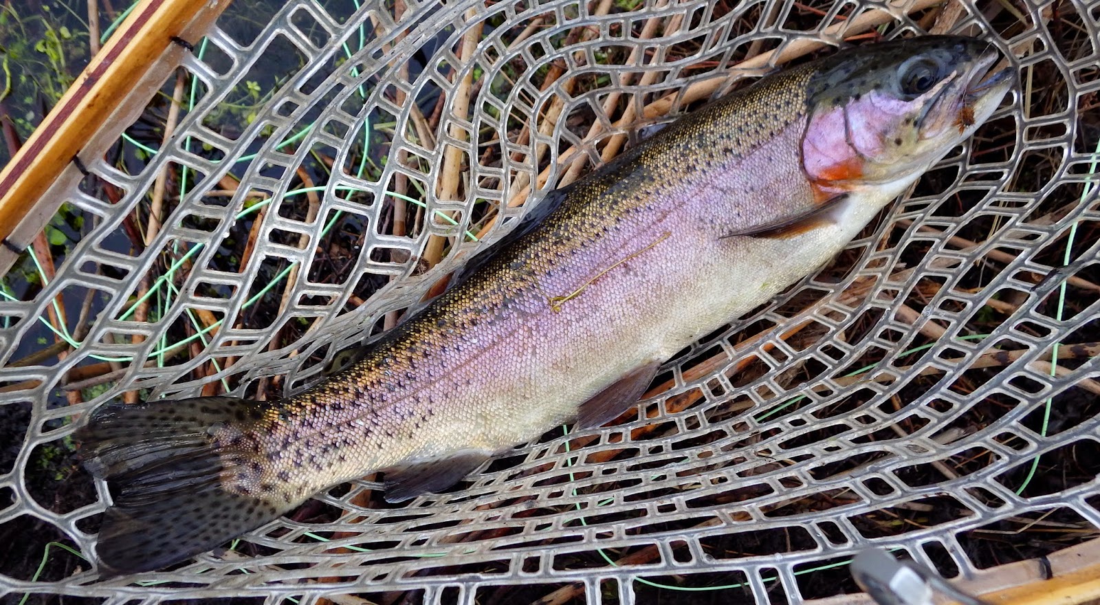 Home Waters A Fly Fishing Life Rocky Ford Creek Report The Purple Glow