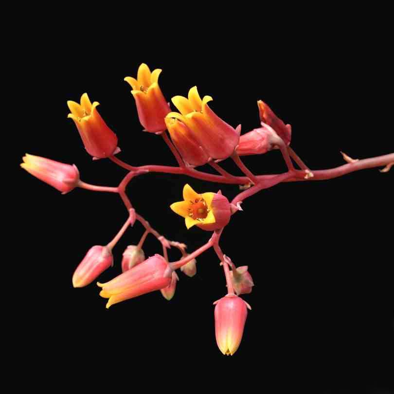 PlantWerkz Crested Molded Wax Agave Echeveria Agavoides