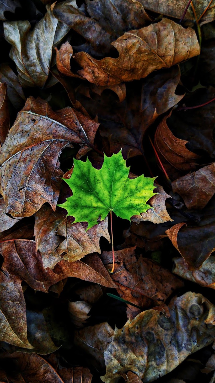 Nature - Leaves : id 51401 - HD Wallpapers