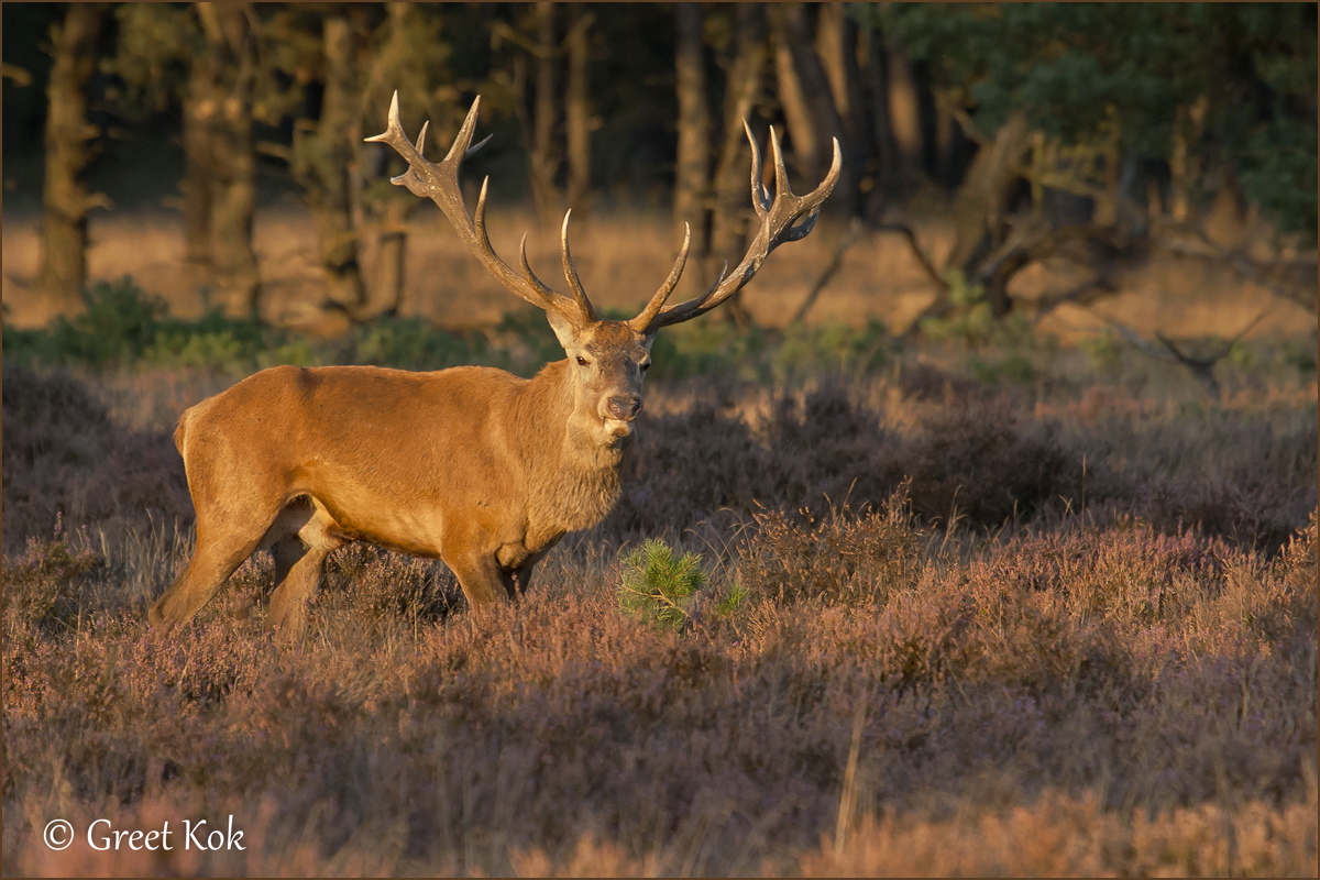 Foto`s van Greet: Edel Herten bronst Hoge Veluwe.