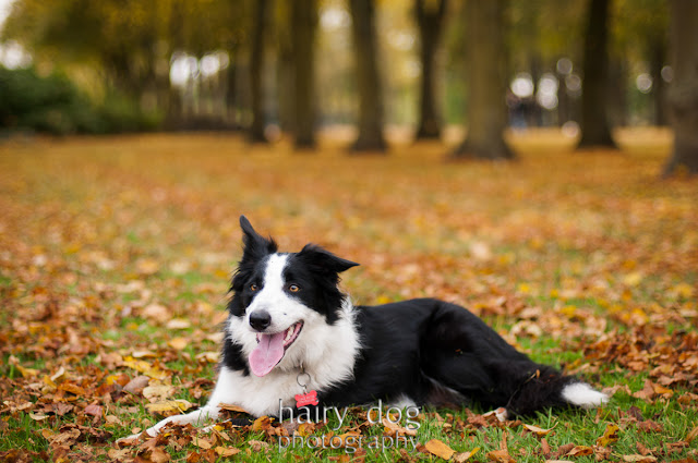 Jamie Emerson, Hairy Dog Photography