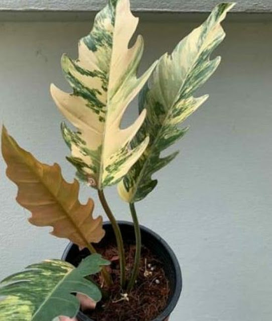 Philodendron caramel marble variegata
