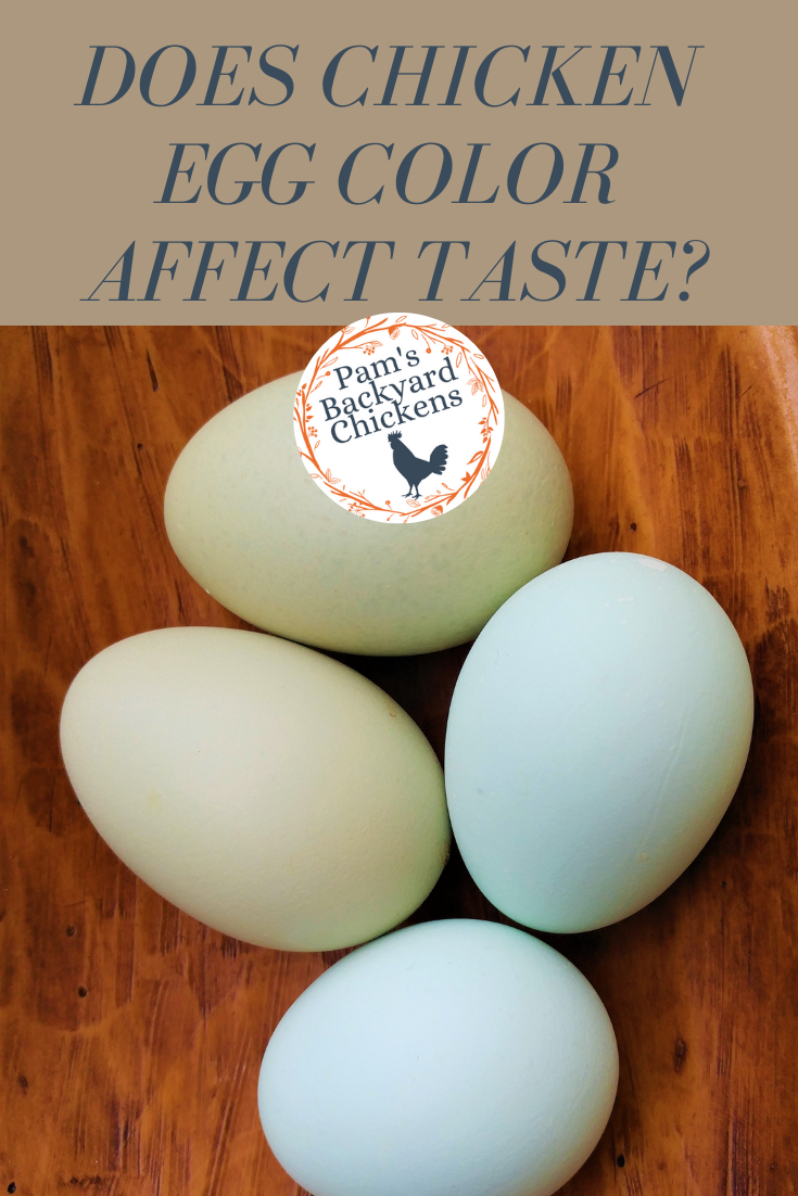 Pam's Backyard Chickens Does Chicken Egg Color Affect Taste?