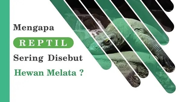 mengapa reptil sering disebut hewan melata Alasan reptil disebut hewan melata