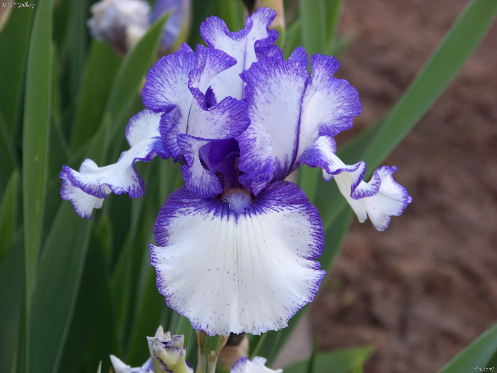 Flower Homes Bearded irises Flowers
