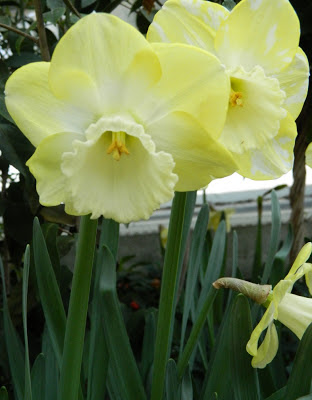 Allan Gardens Conservatory Spring Flower Show 2013 pale yellow daffodils closeup by garden muses: a Toronto gardening blog 