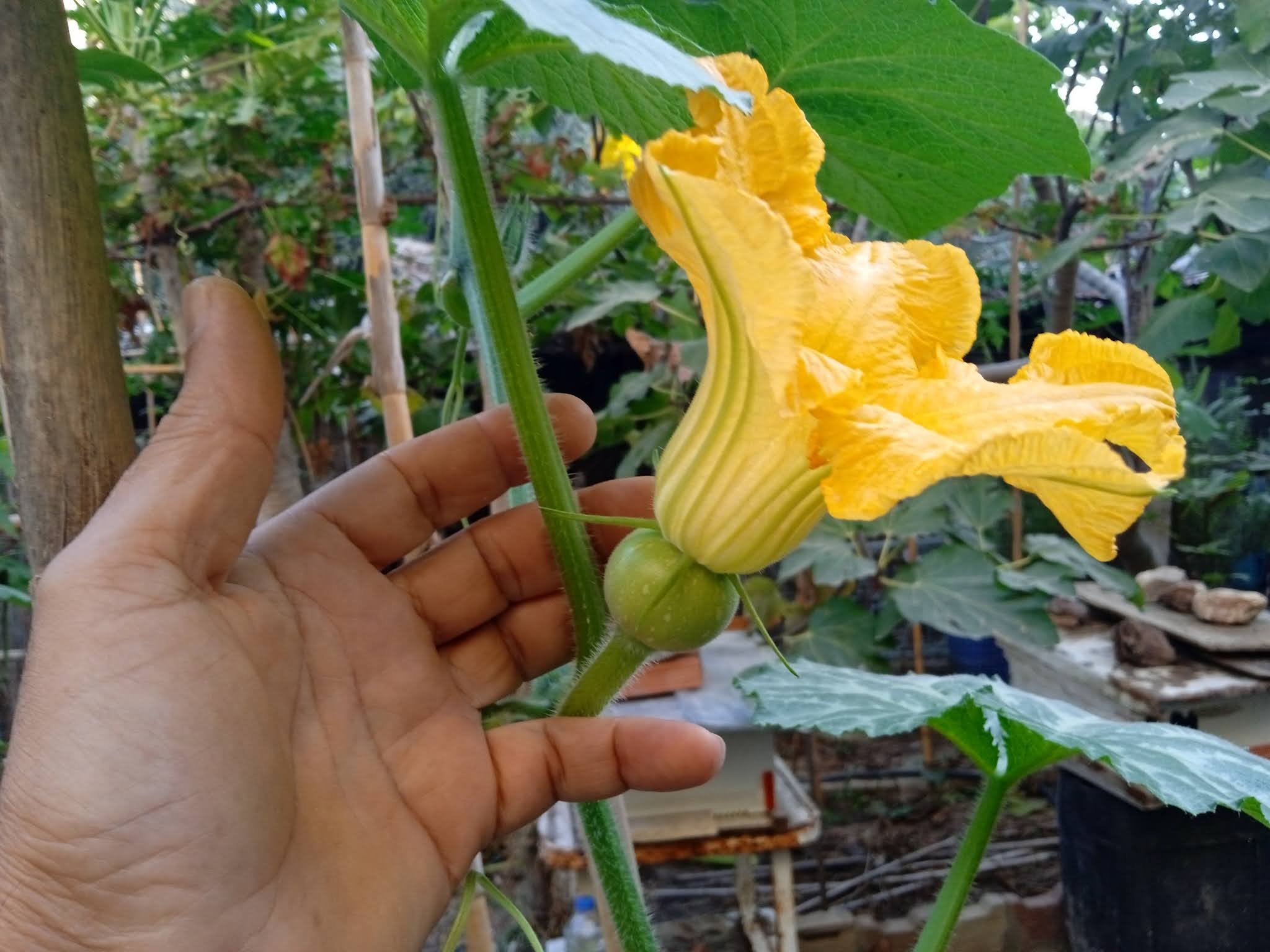 Hand Pollinating Squash Flowers