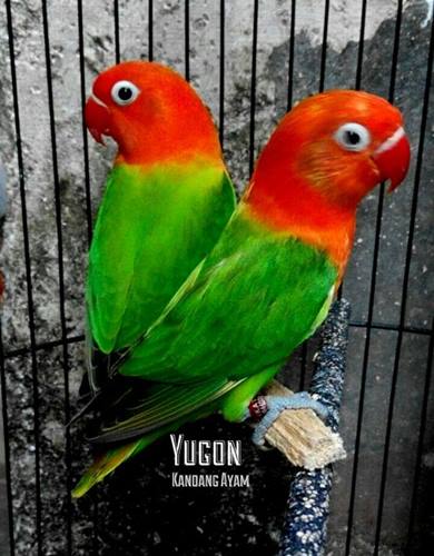 11 Jenis Warna Lovebird Termahal Dan Tercantik Paling Dicari Kicau