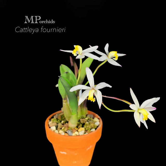 Cattleya fournieri