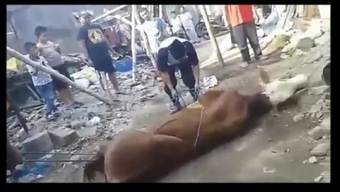 Pria Ini Meninggal Saat Hendak Sembelih Sapi Kurban