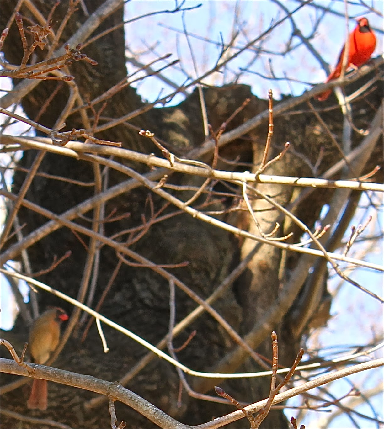 First Year in Asheville New bird feeder!