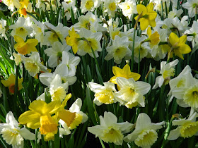 Yellow and white daffodils Allan Gardens Conservatory 2015 Spring Flower Show by garden muses-not another Toronto gardening blog 