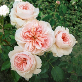 Image Result For Rosa Eterna Color Image Result For Rosa Eterna Color