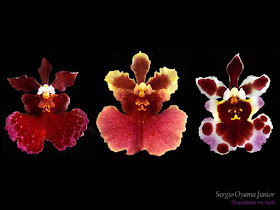 Orquídeas no Apê: Orquídea Tolumnia - Oncidium equitante