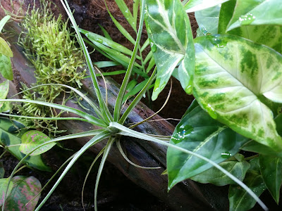 Tillandsia and Java moss on driftwood - Paludarium plants