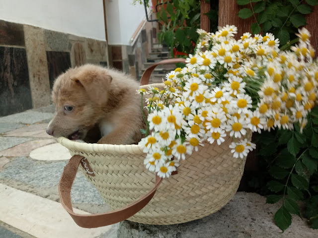 Perrito bebé acomodandose en la cesta de mimbre con flores