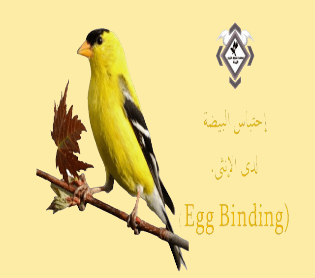 احتباس البيضة  لدى أنثى (Egg Binding) 