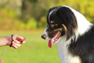 A dog being clicker trained