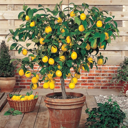 How to Grow a Lemon Tree from Seed Easily in Your Own Home Healthy