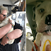 Kind Nurse Opens Hospice For Abandoned Senior Dogs Dying Alone Without Love And Care