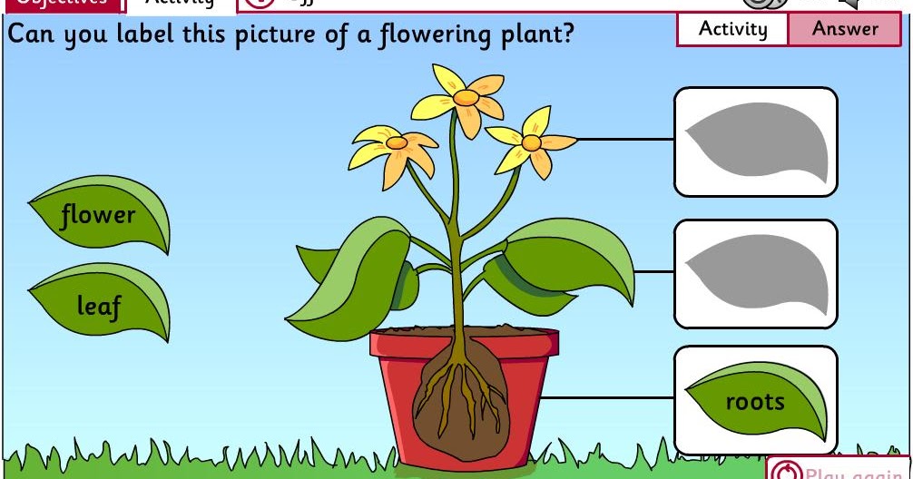 Plants story. Как растет цветок. Plants растения Worksheets for Kids. Как растут растения для детей. Growing Plants Worksheets.