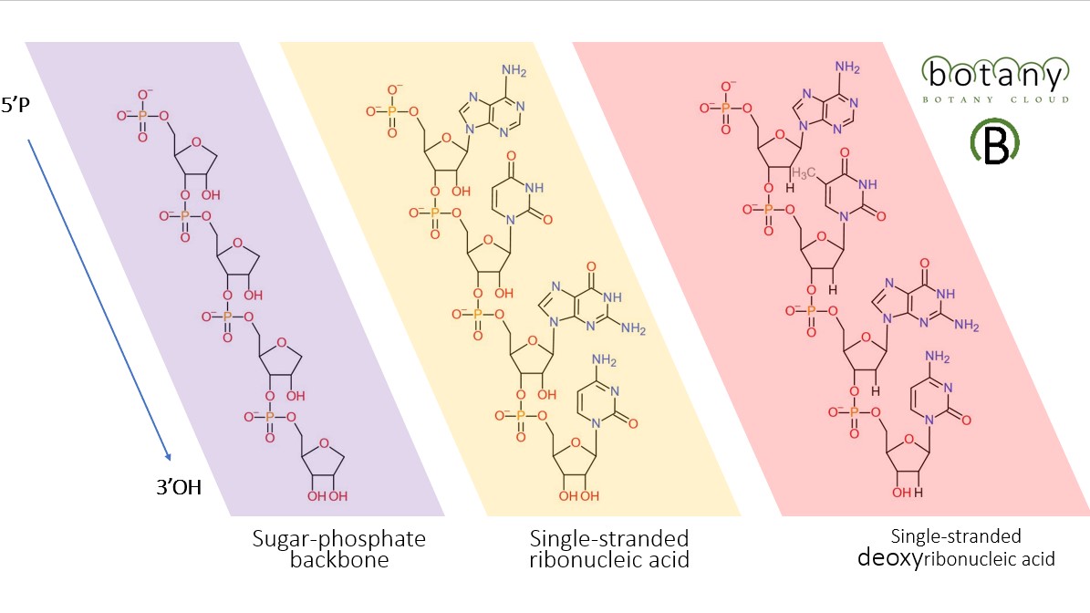 nucleic acid