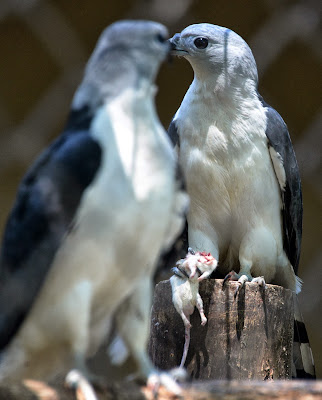 A couple of Gray-headed Kite (Leptodon cayanensis) kill a rat at the zoo of Rio, Brazil.