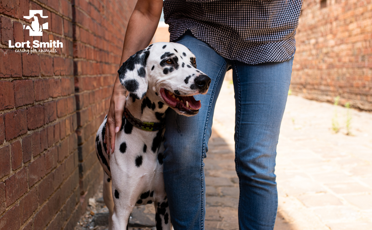 How To Care For Senior Dogs Australian Dog Lover