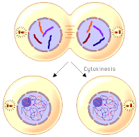 Class 10 Cytokinesis diagram Cytokinesis class 10