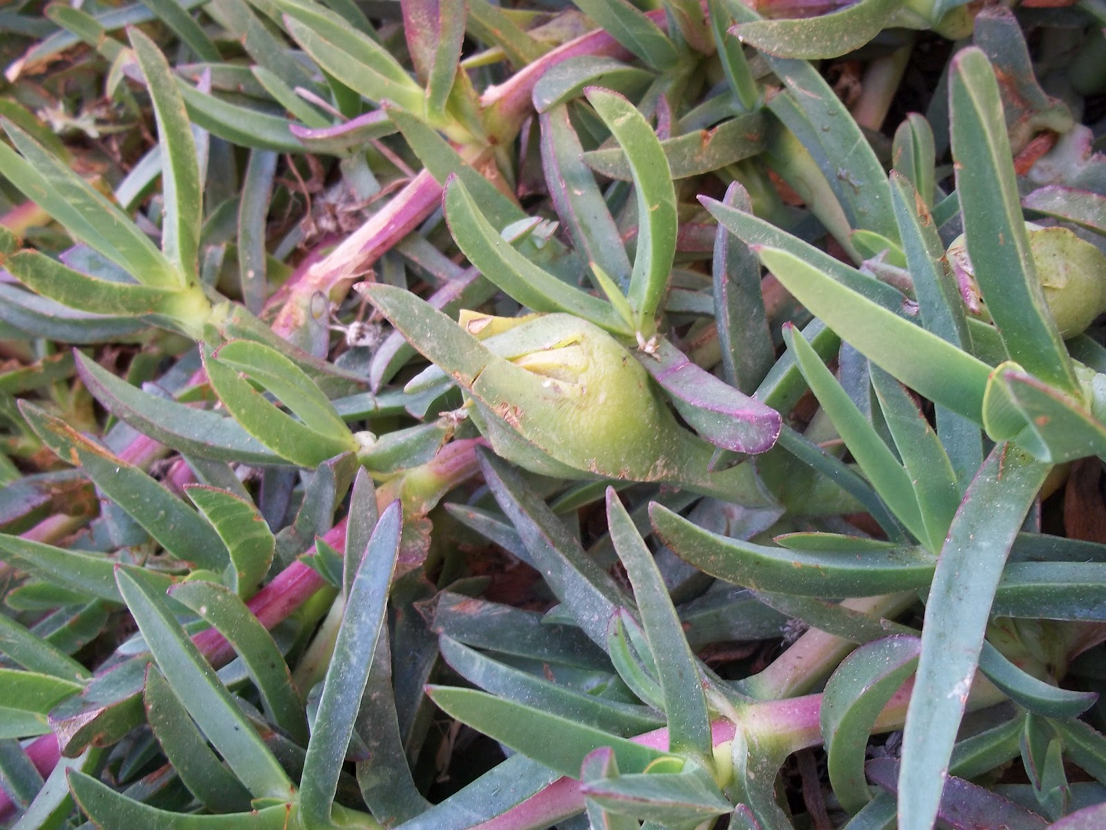 Foraging Ice Plant Fruit Hottentot Figs, Sour Figs, Sea Figs