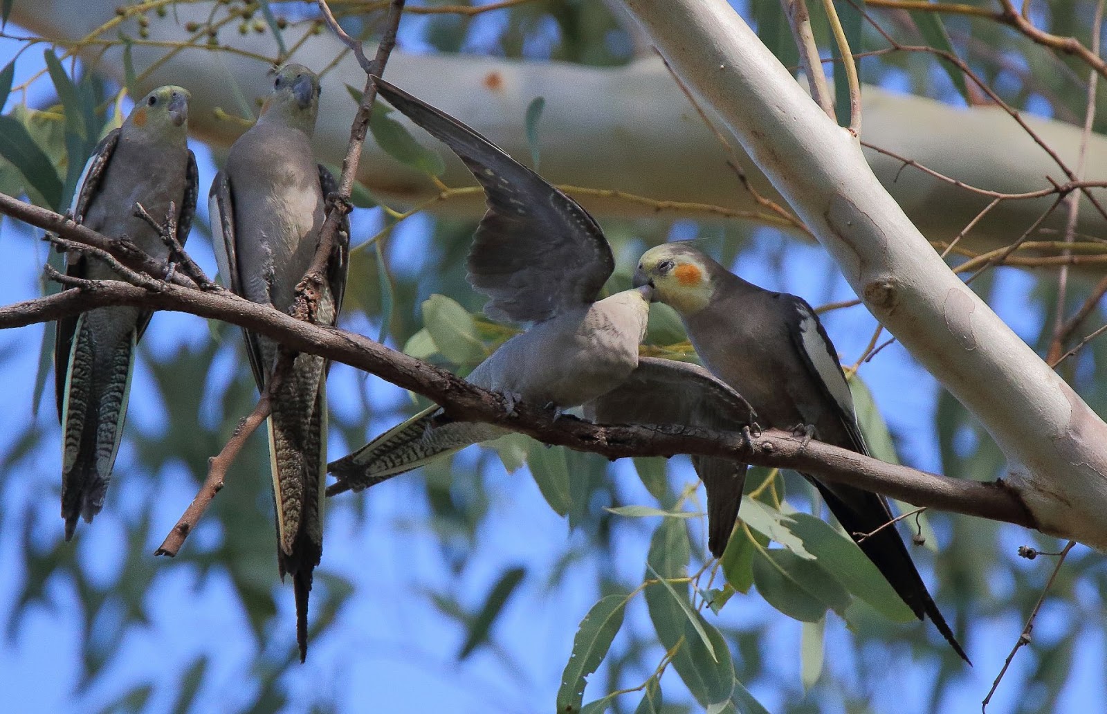 Richard Waring's Birds of Australia Wild Cockatiel family fun in the