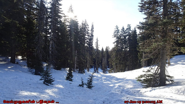 Umbrella Falls Trail Mt Hood