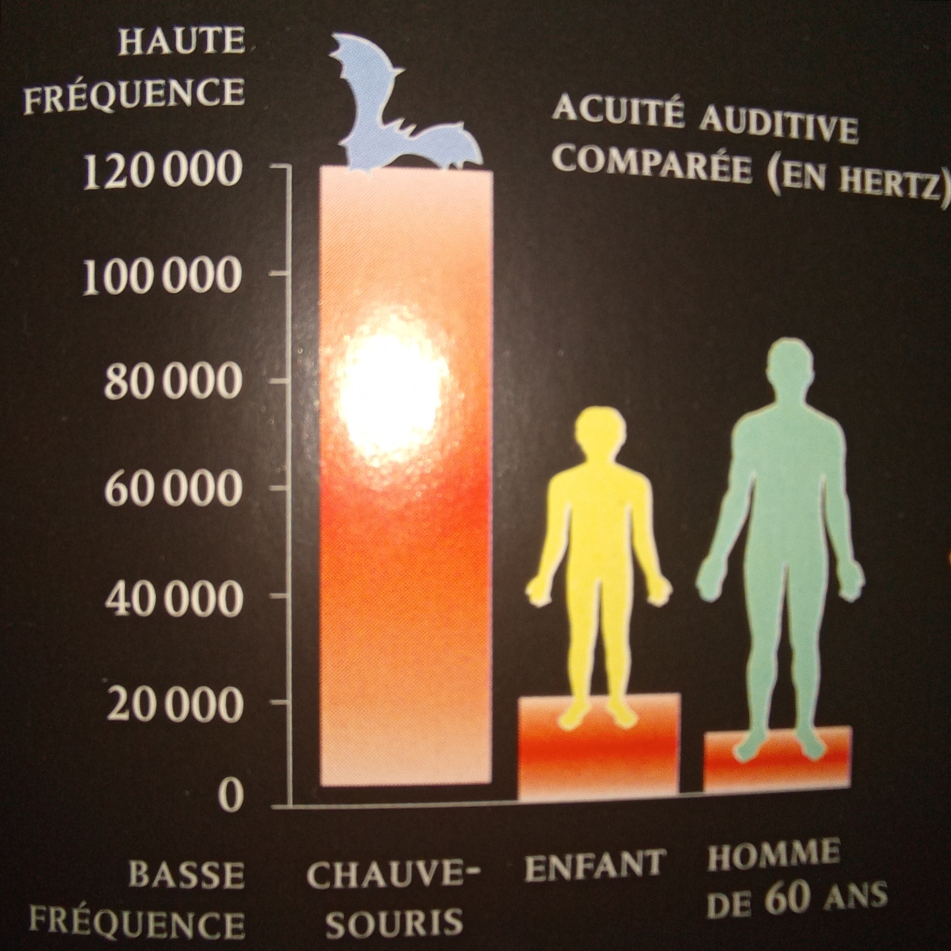 LE CORPS HUMAIN : les oreilles