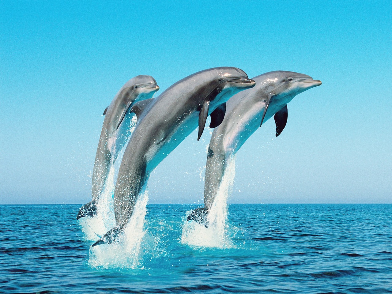 Dolphins HDWalle Dolphins HDWalle