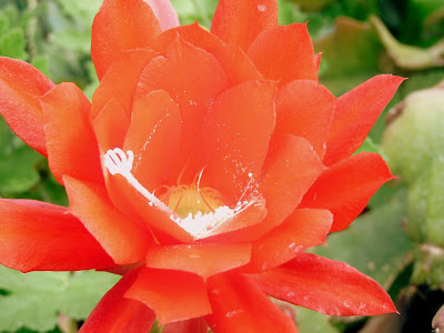 Christmas Cactus Red flower