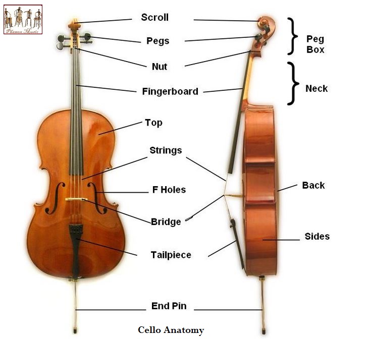 Parts of the Cello ohmusic