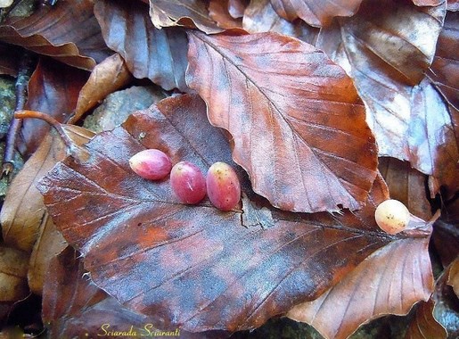 Cecidonia del faggio