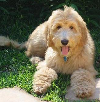 goldendoodle mini dog dogs doodle animal goldendoodles puppy want golden designer person cat labradoodles teddy doodles if puppies cute adult