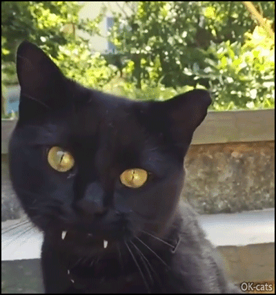Funny Cat GIF • Monk the Dracula black Cat is a vampurr and wants to suck human blood 2-2