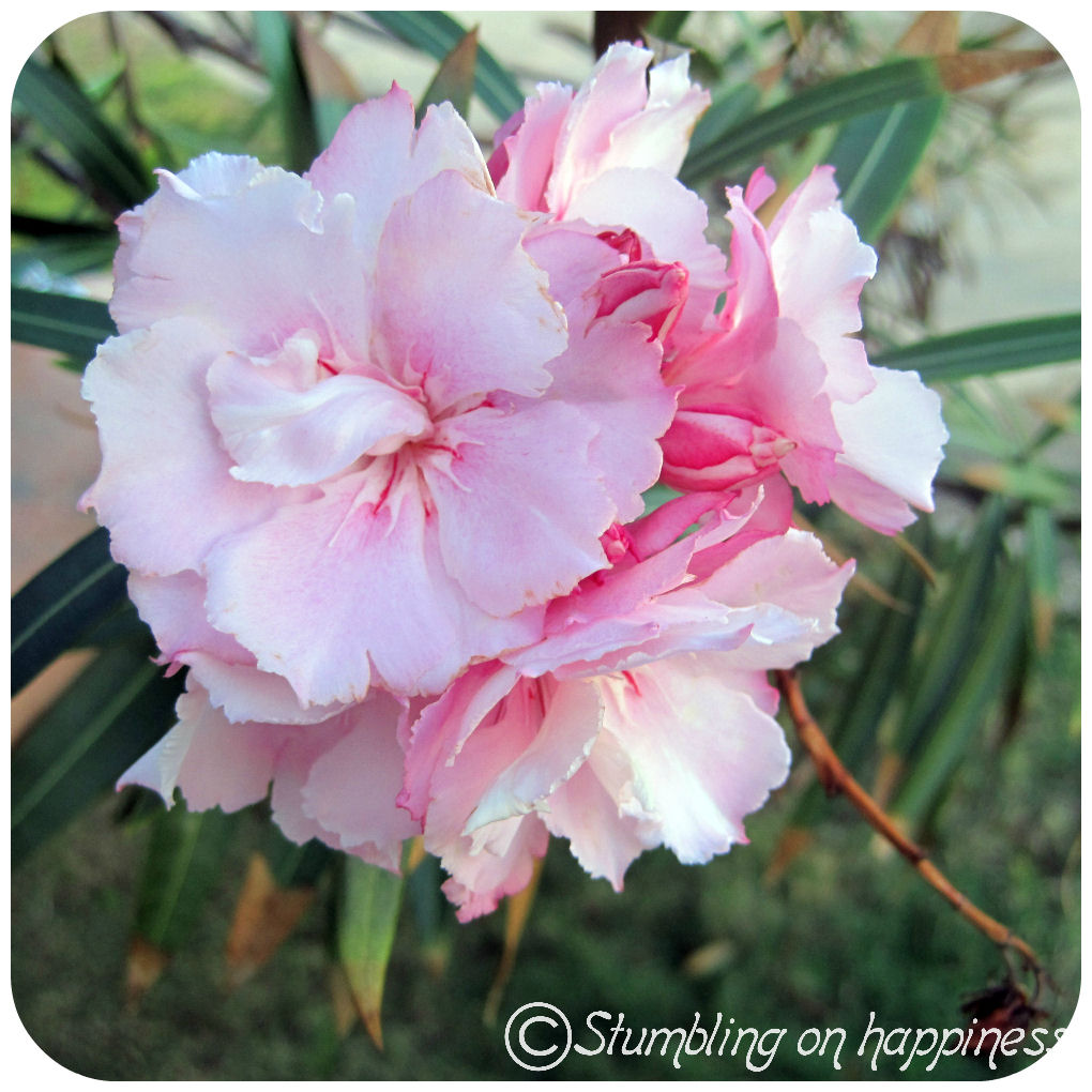 . the expat files . Jamaica Beautiful Flowers