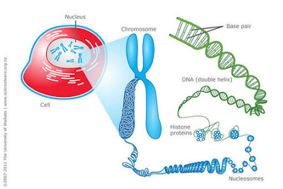 [Kunci Jawaban] Pernyataan tentang kromosom, DNA, dan inti sel yang