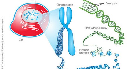[Kunci Jawaban] Pernyataan tentang kromosom, DNA, dan inti ...