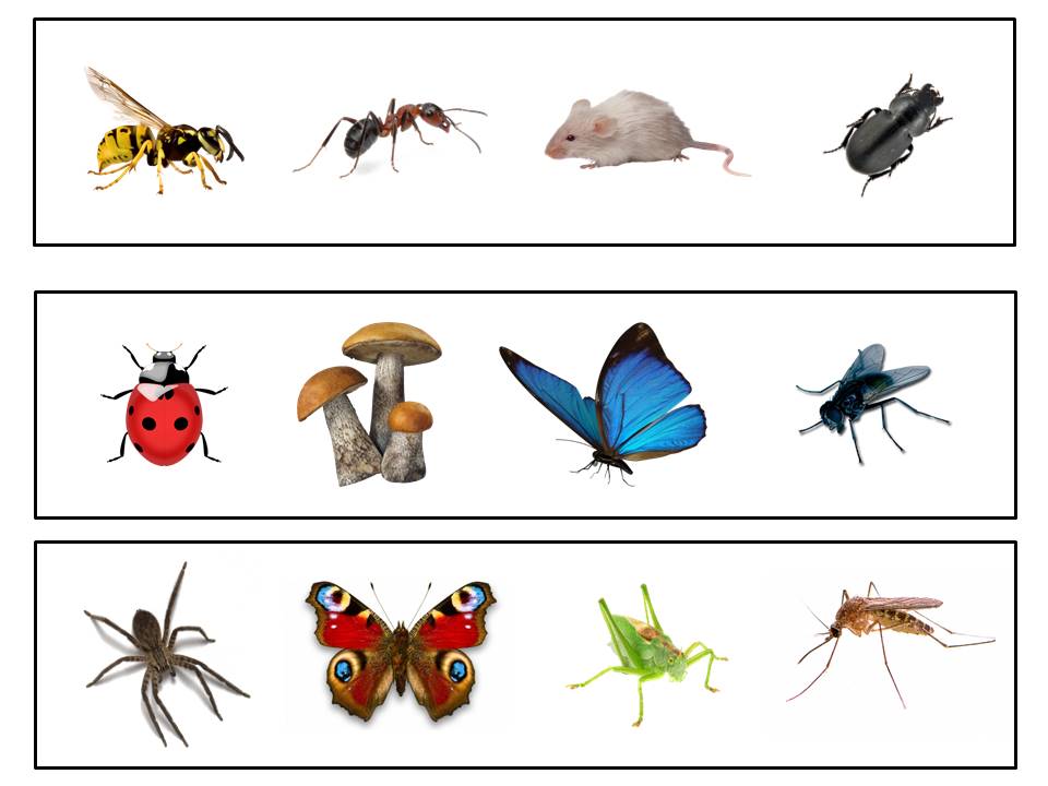 Занятие по окружающему миру насекомые. Игра четвертый лишний насекомые. Четвертый лишний насекомые для дошкольников. Насекомые задания для дошкольников. Карточки для детей. Насекомые.