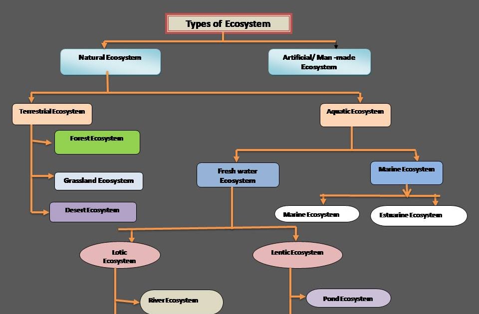 Tmkzoomania Types Of Ecosystem Tmkzoomania Types Of Ecosystem