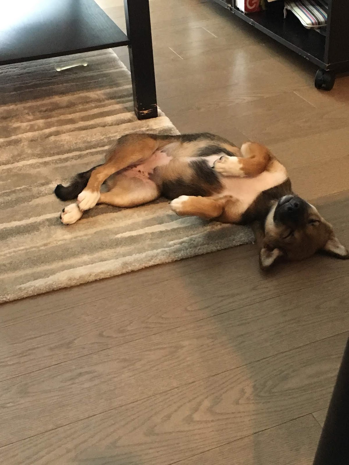 納豆とキムチ 時々もずく In New York コミュ障にはつらいアメリカでの柴犬飼い