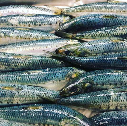 Sardine Fish in Malayalam with Images Mathi (മത്തി)