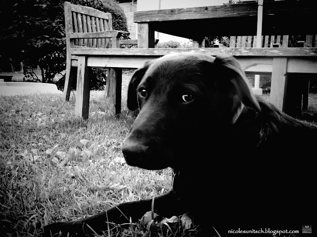 Gedichte Von Nicole Sunitsch Autorin Schnappschusse Hund