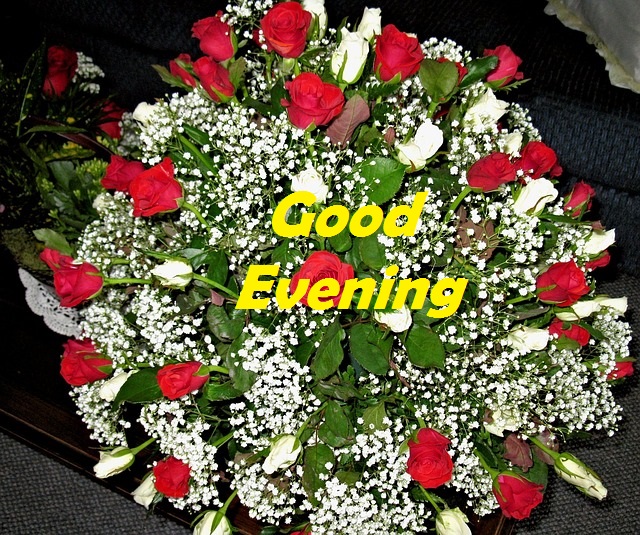 good evening images with rose