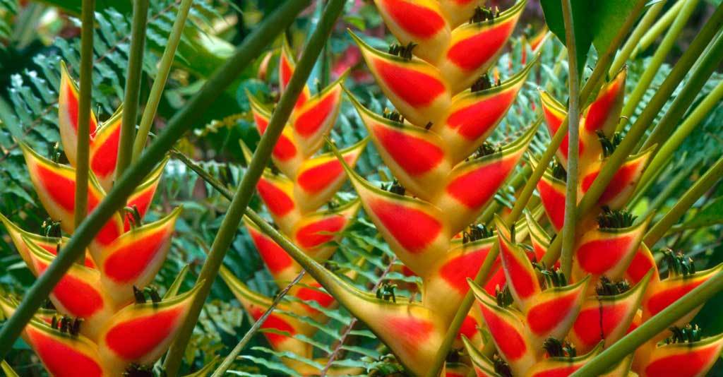 Algumas flores encontradas no Nordeste. Algumas flores encontradas no Nordeste.