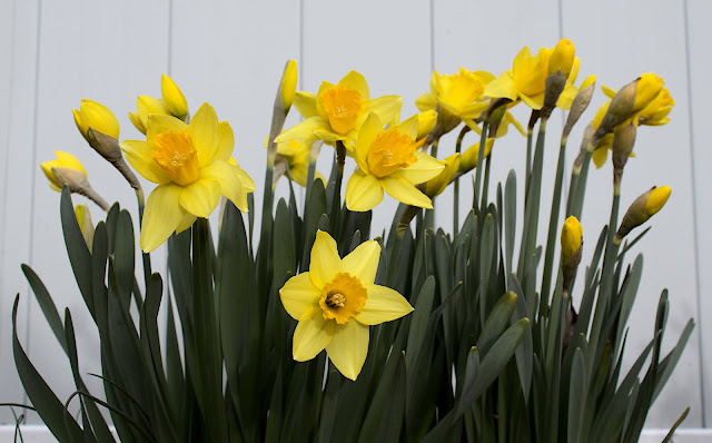 Day 2 A cluster of daffodils with some flowers bloomed and some still in bud form.
